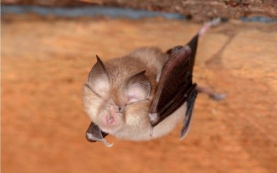 Šišmiš godine  2018