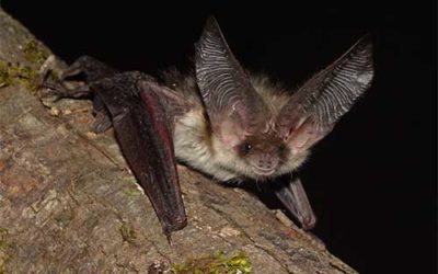 Bosna i Hercegovina pristupa Sporazumu o zaštiti šišmiša u Evropi EUROBATS