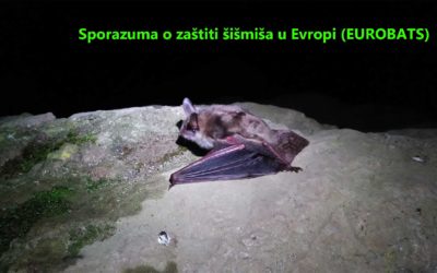 Bosna i Hercegovina i Sporazum o zaštiti šišmiša u Evropi (EUROBATS)