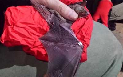 Godišnji monitoring na području Zaštićenog pejsaža Bijambare (zima 2017 – jesen 2018)